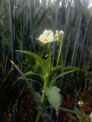 Field pansy(Viola arvensis)