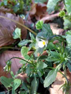 Field pansy(Viola arvensis)