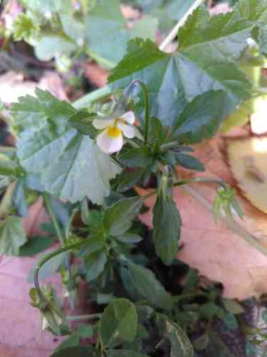 Field pansy(Viola arvensis)