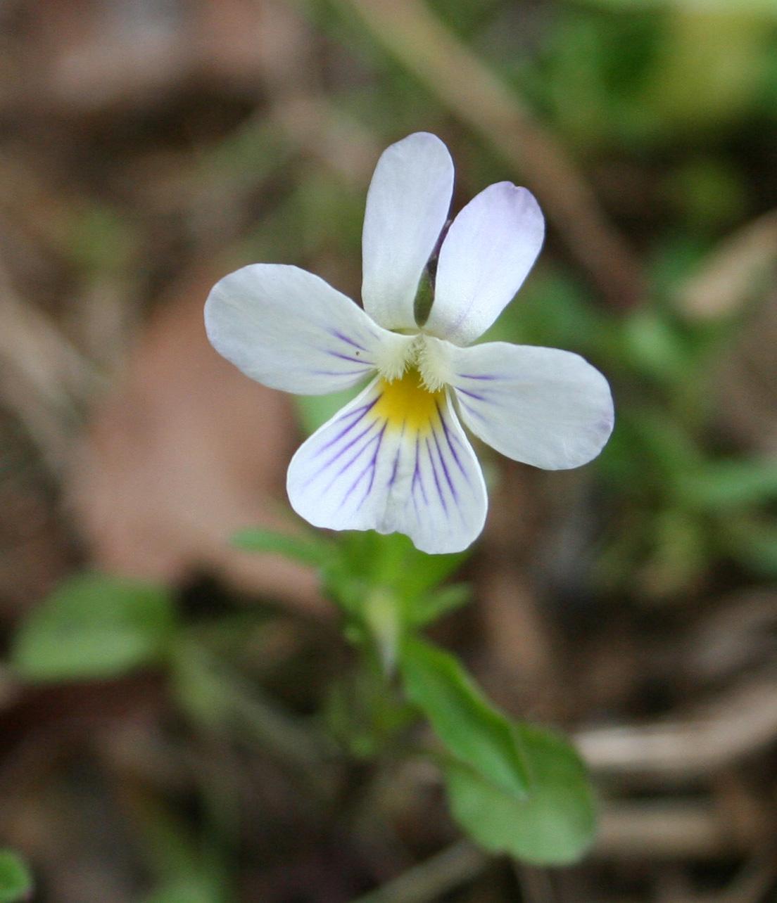 Wild pansy