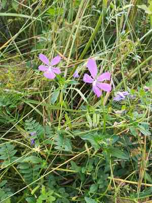 Horned violet(Viola cornuta)
