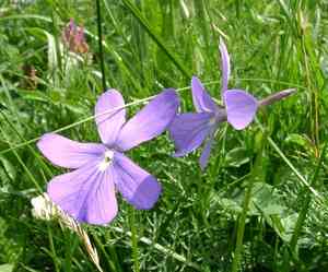 Horned violet(Viola cornuta)