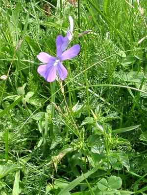 Horned violet(Viola cornuta)