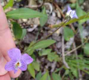 Marsh blue violet(Viola cucullata)