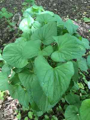 Marsh blue violet(Viola cucullata)