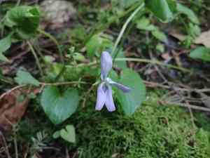 Marsh blue violet(Viola cucullata)