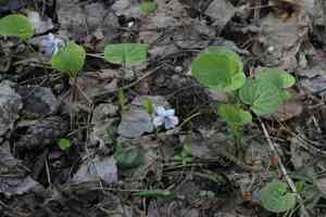 Dwarf marsh violet(Viola epipsila)