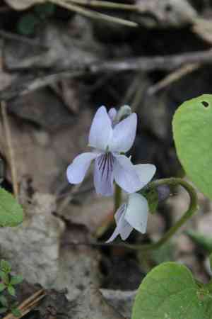 Dwarf marsh violet(Viola epipsila)
