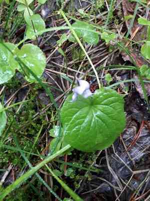Dwarf marsh violet(Viola epipsila)