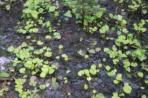 Dwarf marsh violet(Viola epipsila)