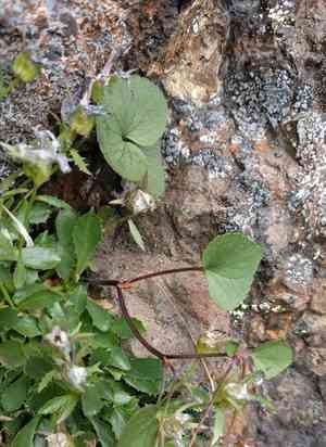 Olympic violet(Viola flettii)