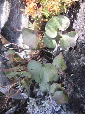 Olympic violet(Viola flettii)