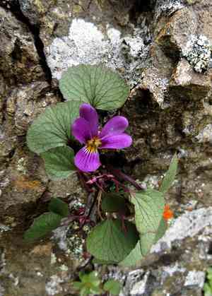 Olympic violet(Viola flettii)