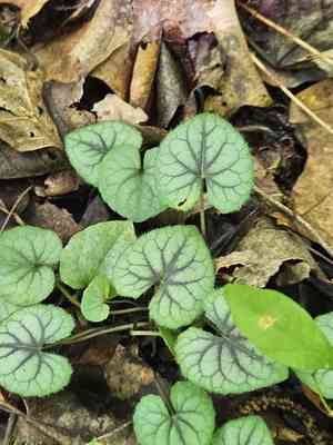 Southern woodland violet(Viola hirsutula)