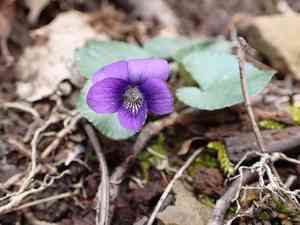 Southern woodland violet(Viola hirsutula)