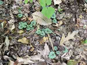 Southern woodland violet(Viola hirsutula)