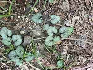 Southern woodland violet(Viola hirsutula)