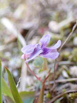 Japanese violet(Viola japonica)