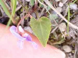 Japanese violet(Viola japonica)