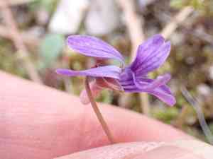 Japanese violet(Viola japonica)