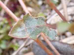 Japanese violet(Viola japonica)