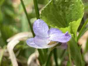 Labrador violet(Viola labradorica)