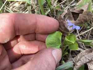 Labrador violet(Viola labradorica)