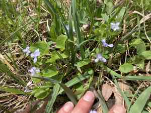 Labrador violet(Viola labradorica)