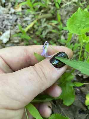 Labrador violet(Viola labradorica)