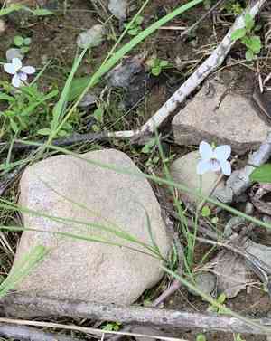 Bog white violet(Viola lanceolata)