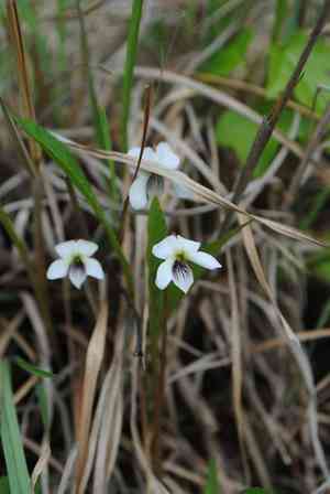 Bog white violet(Viola lanceolata)