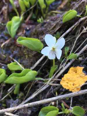 Small white violet(Viola macloskeyi)