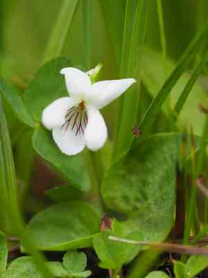 Small white violet(Viola macloskeyi)