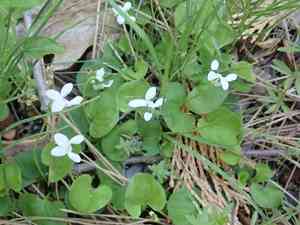 Small white violet(Viola macloskeyi)