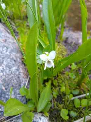 Small white violet(Viola macloskeyi)