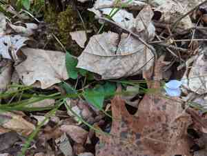 Missouri violet(Viola missouriensis)