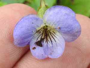 Missouri violet(Viola missouriensis)
