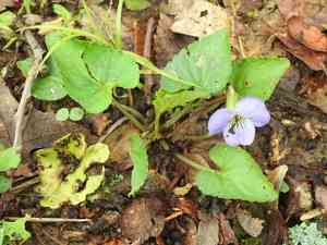 Missouri violet(Viola missouriensis)
