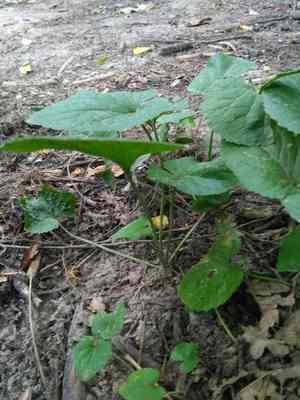 Sweet violet(Viola odorata)