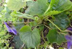 Sweet violet(Viola odorata)