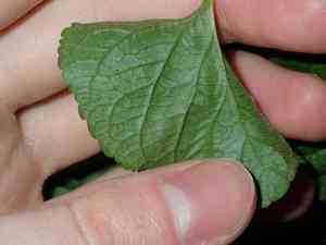 Sweet violet(Viola odorata)