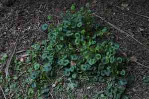 Sweet violet(Viola odorata)