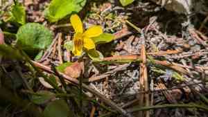 Darkwoods violet(Viola orbiculata)