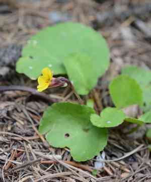 Darkwoods violet(Viola orbiculata)