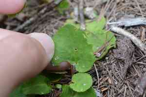 Darkwoods violet(Viola orbiculata)