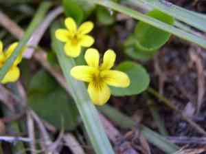 Darkwoods violet(Viola orbiculata)