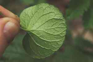 Marsh violet(Viola palustris)