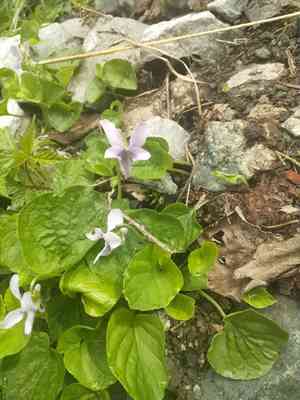 Marsh violet(Viola palustris)