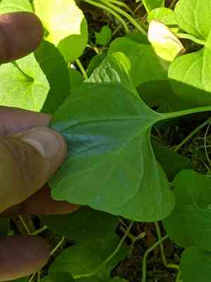 Marsh violet(Viola palustris)