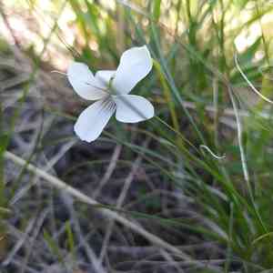 China violet(Viola patrinii)